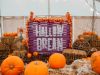 Pumpkin Patch